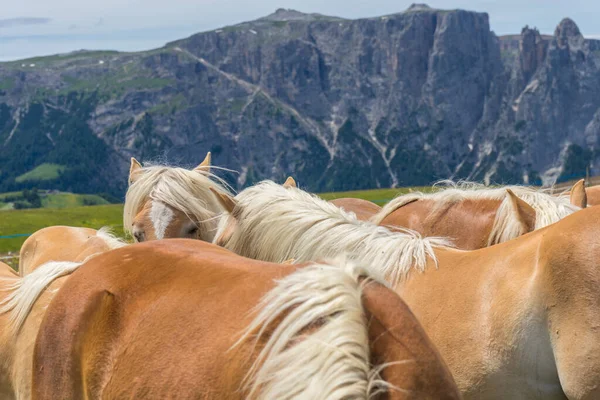 Италия Alpe Siusi Seiser Alm Sassolungo Langkofel Dolomite Brown Horse — стоковое фото