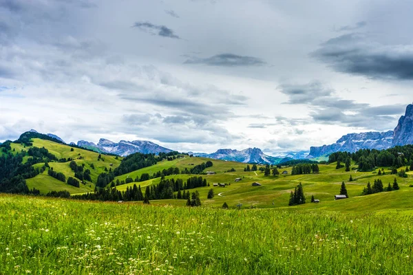 Alpe Siusi Seiser Alm Sassolungo Langkofel Δολομίτης Καταπράσινο Λιβάδι — Φωτογραφία Αρχείου