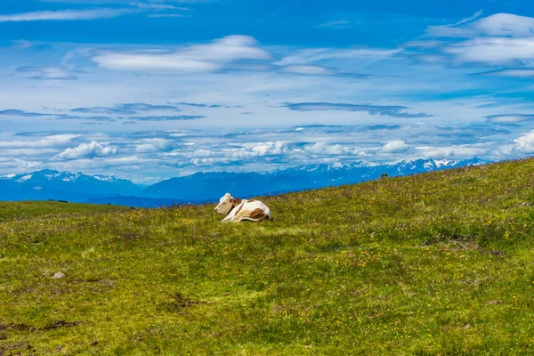 Alpe Siusi Alm Озолио Лангко Дамите Коровой Стоящей Поле Фоне — стоковое фото