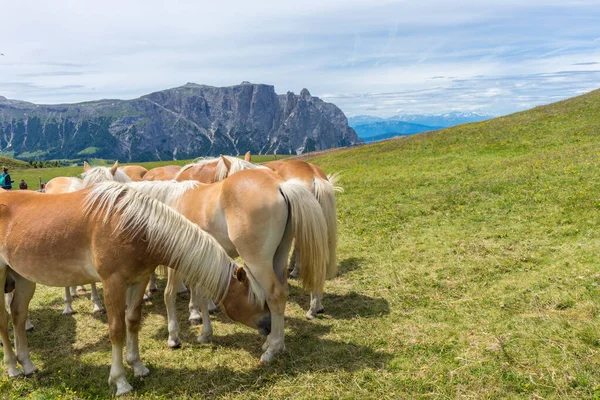 Alpe Siusi Alm Озолио Лангко Дамите Коричнево Белой Жеребцовой Лошадью — стоковое фото