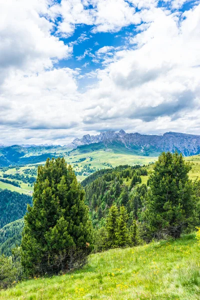 Italia Alpe Siusi Seiser Alm Con Sassolungo Langkofel Dolomite Árbol — Foto de Stock