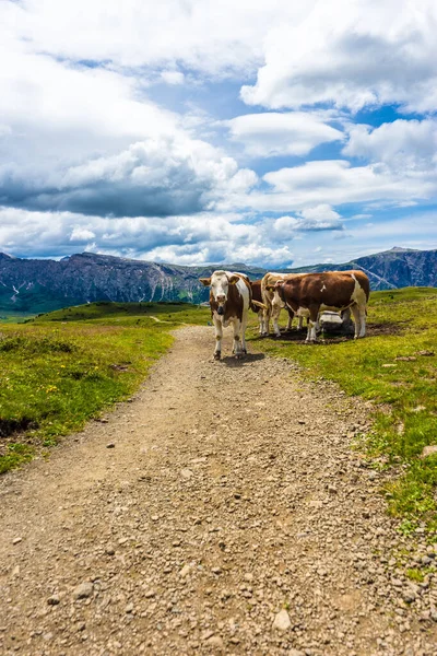 Италия Alpe Siusi Seiser Alm Sassolungo Langkofel Dolomite Стадо Скота — стоковое фото