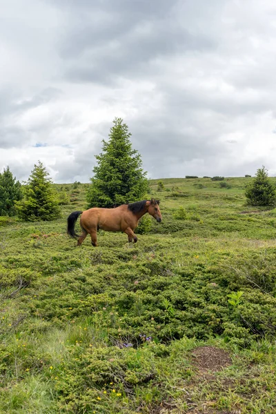 Italy Alpe Siusi Seiser Alm Sassolungo Langkofel Dolomite Brown Horse — Stock Photo, Image