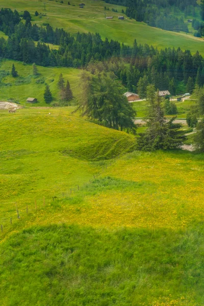 イタリア アルプ シウシ サッソルーンゴとセイザー アルムLangkofel Dolomite 緑豊かな緑のフィールドに羊の放牧の群れ — ストック写真