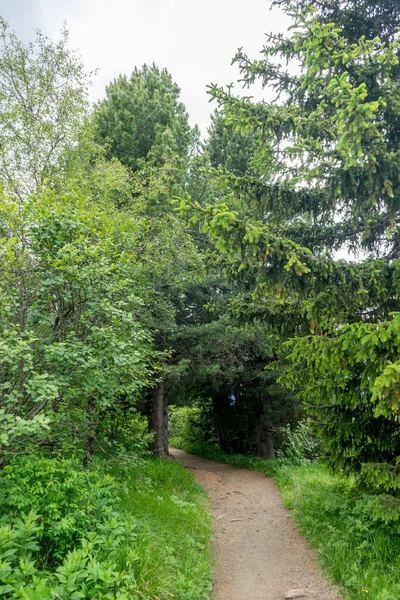 Alpe di Siusi, Seiser Alm Sassolungo Langkofel Dolomite ile birlikte, yemyeşil bir tarlada yayan bir yürüyüş yolu.