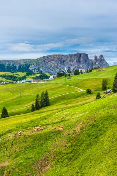Italien Seiser Alm Seiser Alm Mit Langkofel Dolomiten Eine Rinderherde — Stockfoto