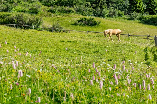 Alpe Siusi Seiser Alm Sasolungo Langkofel Dolomite 緑豊かなフィールドでの馬の放牧 — ストック写真