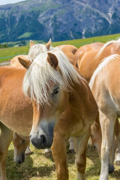 Itália Alpe Siusi Alm Seiser Com Sassolungo Langkofel Dolomite Cavalo — Fotografia de Stock