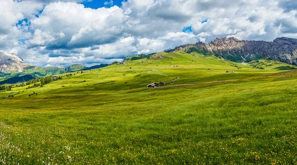 Alpe Siusi Seiser Alm Sassolungo Langkofel Dolomite Zbliżenie Bujnego Zielonego — Zdjęcie stockowe