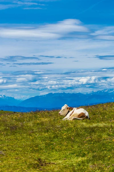 Италия Alpe Siusi Seiser Alm Sassolungo Langkofel Dolomite Cow Pastzing — стоковое фото