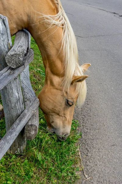 Alpe Siusi Seiser Alm Con Sassolungo Langkofel Dolomite Caballo Marrón —  Fotos de Stock