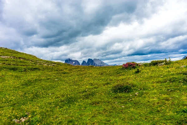 Italien Seiser Alm Seiser Alm Mit Langkofel Dolomiten Nahaufnahme Einer — Stockfoto