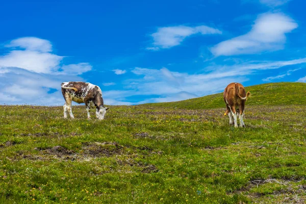 Италия Alpe Siusi Seiser Alm Sassolungo Langkofel Dolomite Herd Cattle — стоковое фото