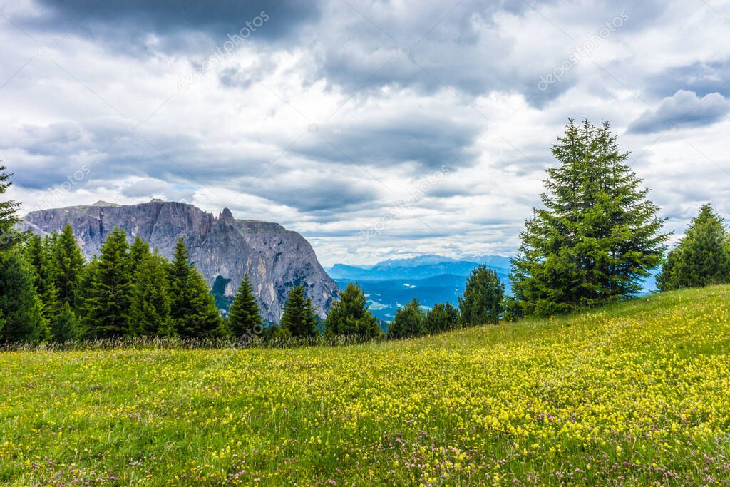 Italy, Alpe di Siusi, Seiser Alm with Sassolungo Langkofel Dolomite, a large green field with trees in the background