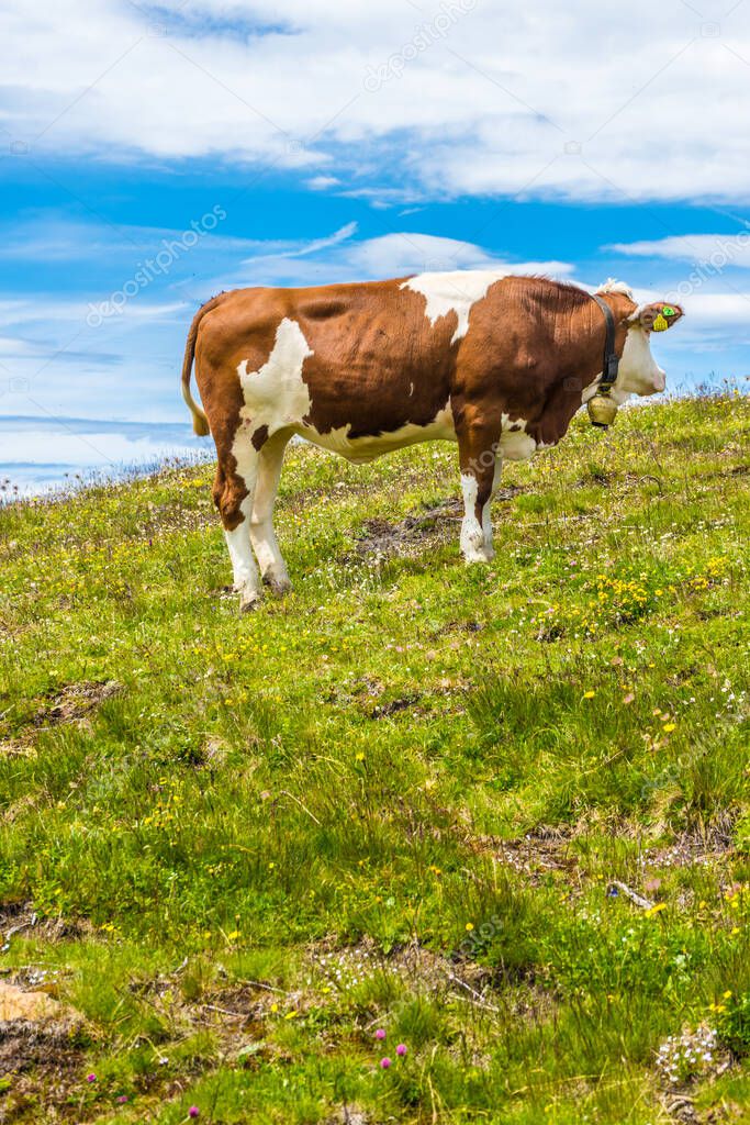 Italy, Alpe di Siusi, Seiser Alm with Sassolungo Langkofel Dolomite, a brown and white cow standing on top of a lush green field