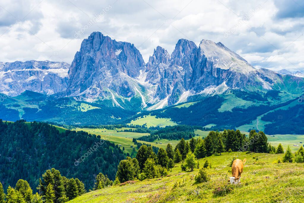 Italy, Alpe di Siusi, Seiser Alm with Sassolungo Langkofel Dolomite, a large green field with a mountain in the background