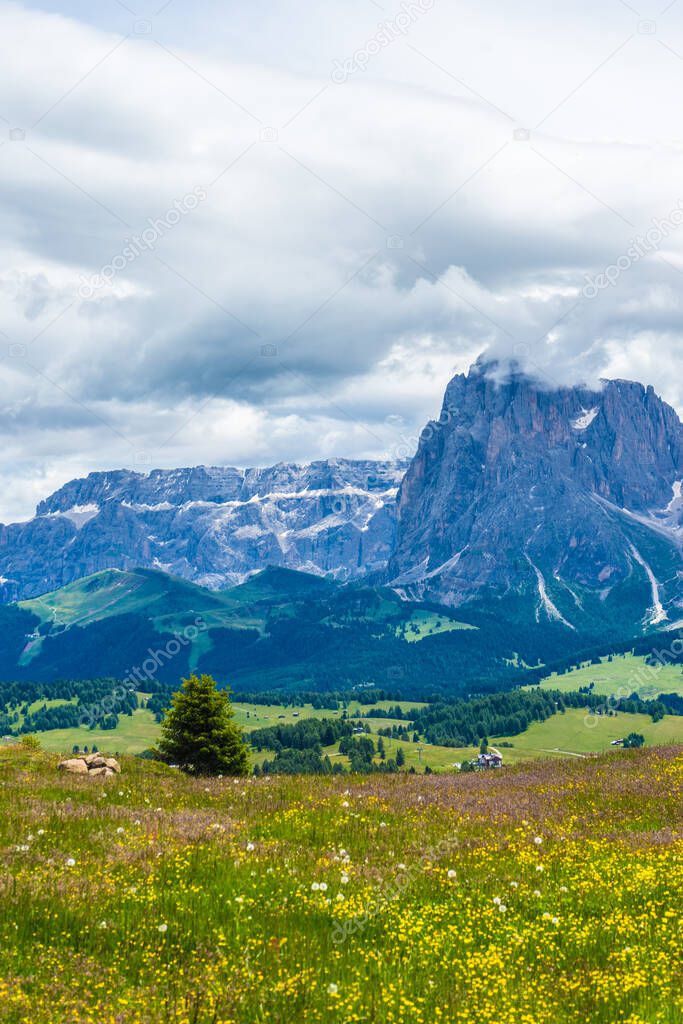 Italy, Alpe di Siusi, Seiser Alm with Sassolungo Langkofel Dolomite, a large green field with a mountain in the background