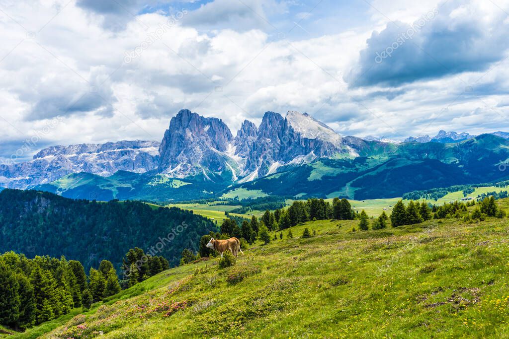 Alpe di Siusi, Seiser Alm with Sassolungo Langkofel Dolomite, a group of cattle grazing on a lush green hillside