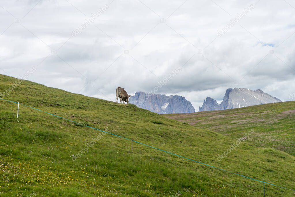 Alpe di Siusi, Seiser Alm with Sassolungo Langkofel Dolomite, a herd of sheep standing on top of a lush green field