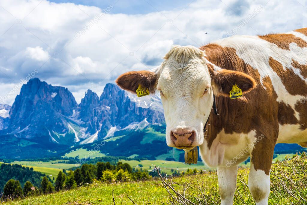 Italy, Alpe di Siusi, Seiser Alm with Sassolungo Langkofel Dolomite, a brown and white cow standing on top of a lush green field