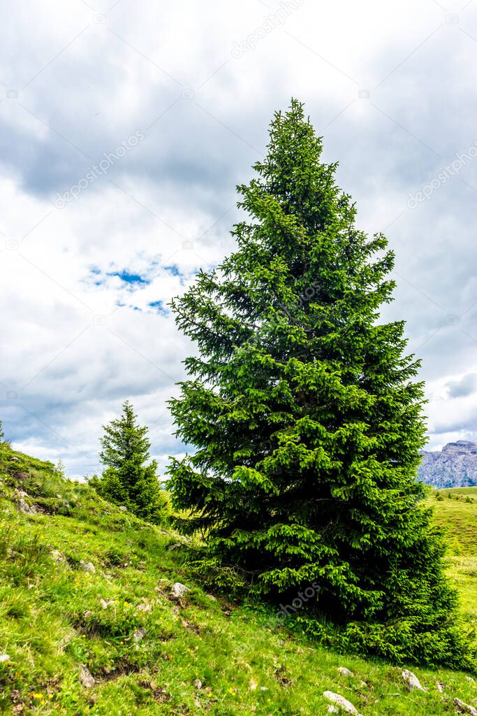 Italy, Alpe di Siusi, Seiser Alm with Sassolungo Langkofel Dolomite, a tree on a grassy hill