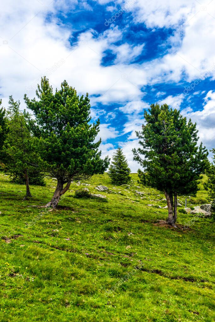 Italy, Alpe di Siusi, Seiser Alm with Sassolungo Langkofel Dolomite, a large tree in a grassy field