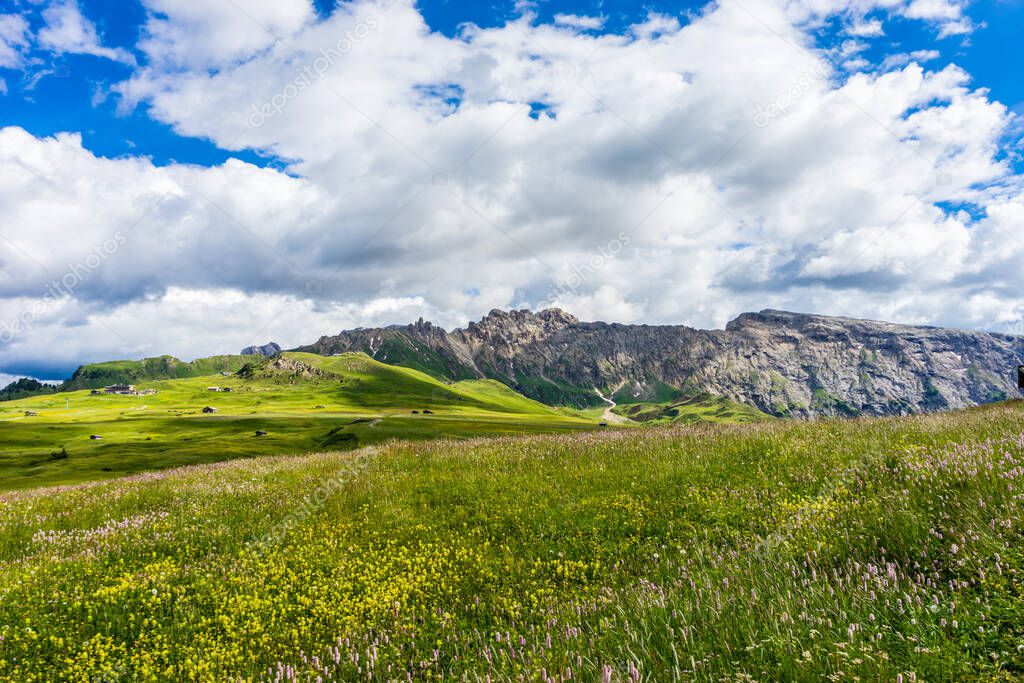 Italy, Alpe di Siusi, Seiser Alm with Sassolungo Langkofel Dolomite, a close up of a lush green field