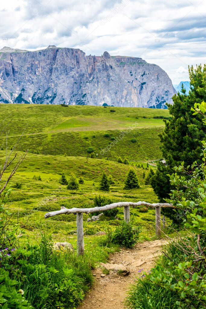 Italy, Alpe di Siusi, Seiser Alm with Sassolungo Langkofel Dolomite, a herd of sheep standing on top of a lush green hillside