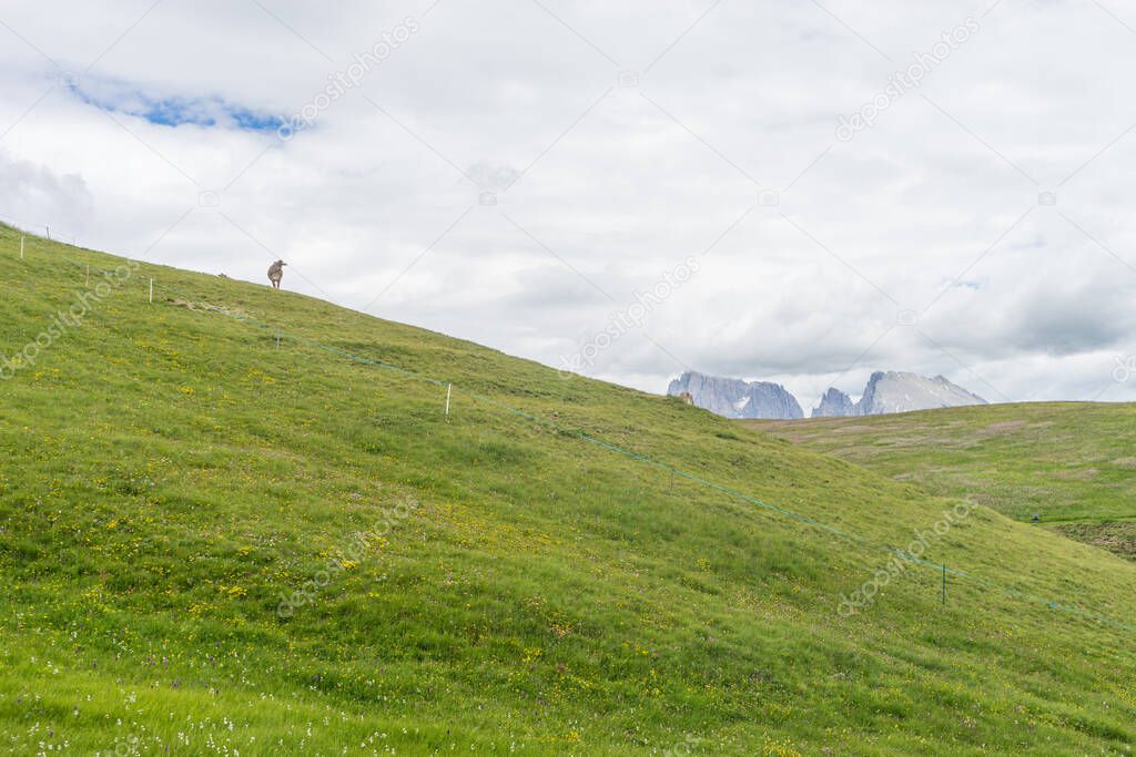 Alpe di Siusi, Seiser Alm with Sassolungo Langkofel Dolomite, a herd of sheep standing on top of a lush green field