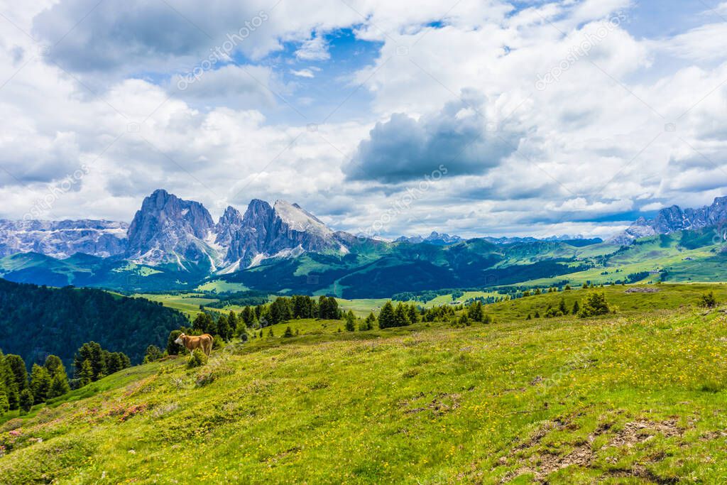 Italy, Alpe di Siusi, Seiser Alm with Sassolungo Langkofel Dolomite, a large green field with a mountain in the background