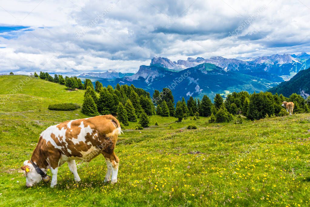 Italy, Alpe di Siusi, Seiser Alm with Sassolungo Langkofel Dolomite, a cow grazing on a lush green field