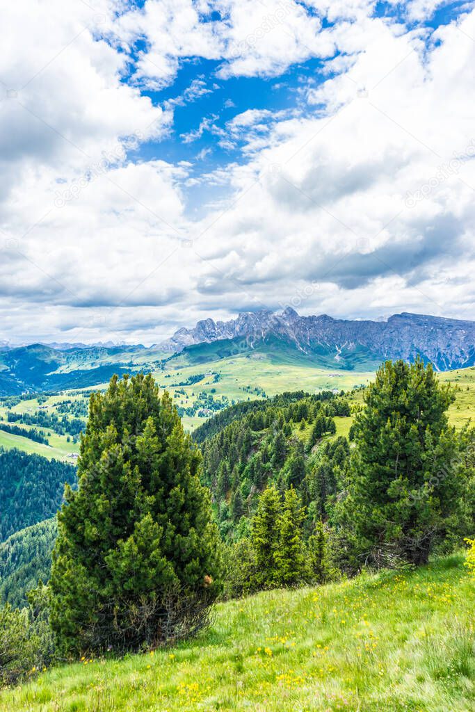 Italy, Alpe di Siusi, Seiser Alm with Sassolungo Langkofel Dolomite, a tree with a mountain in the background