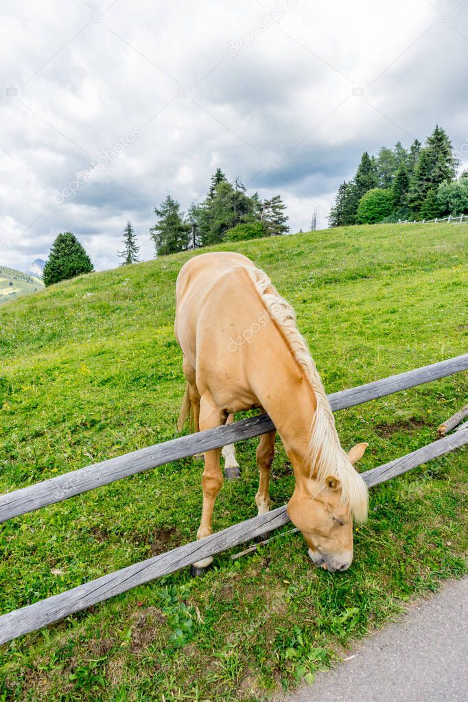 Italy, Alpe di Siusi, Seiser Alm with Sassolungo Langkofel Dolomite, a brown and white horse eating grass next to a fence