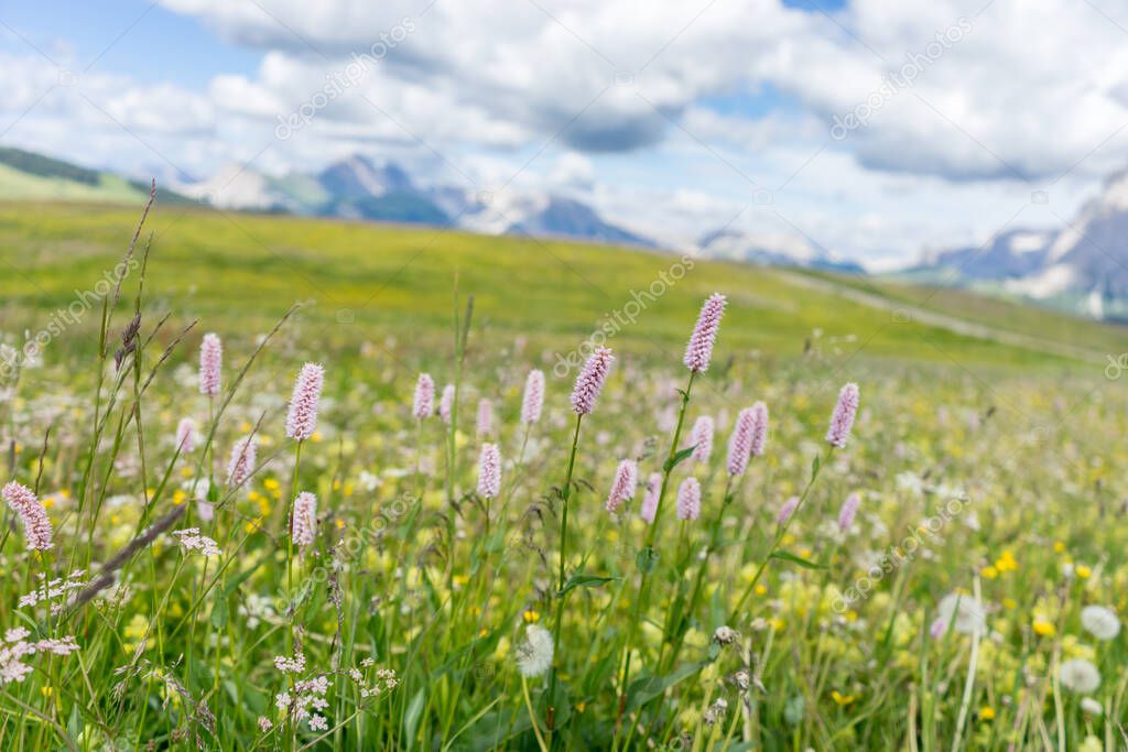 Italy, Alpe di Siusi, Seiser Alm with Sassolungo Langkofel Dolomite, a close up of a flower field