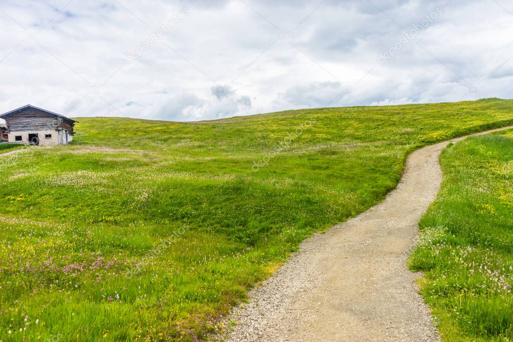 Alpe di Siusi, Seiser Alm with Sassolungo Langkofel Dolomite, a trekking walking winding path in a lush green field