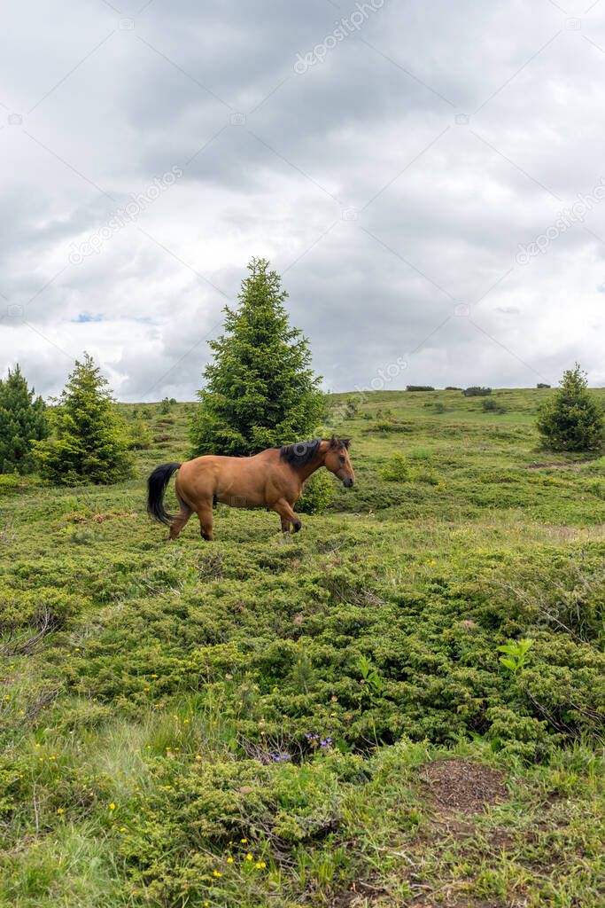 Italy, Alpe di Siusi, Seiser Alm with Sassolungo Langkofel Dolomite, a brown horse grazing on a lush green field