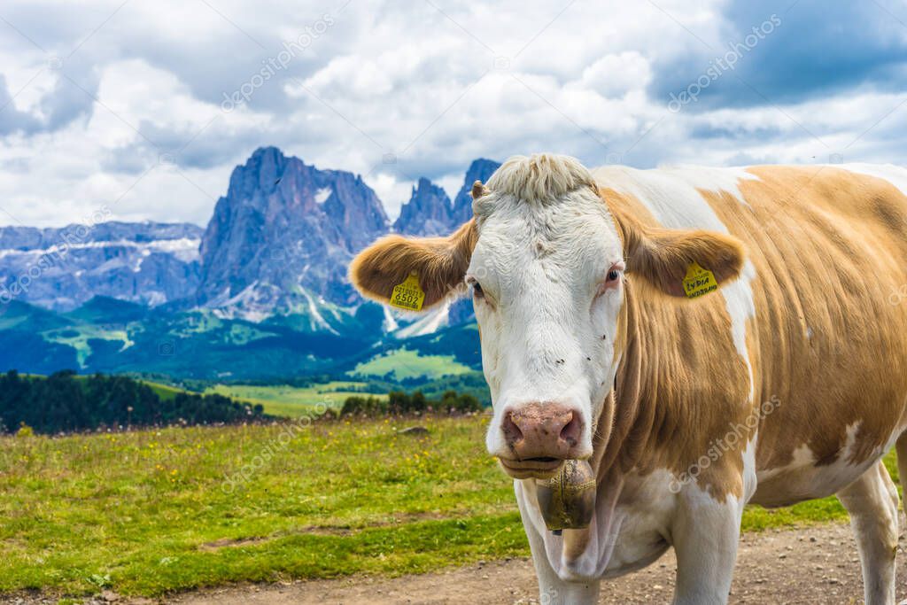 Italy, Alpe di Siusi, Seiser Alm with Sassolungo Langkofel Dolomite, a brown and white cow standing on top of a grass covered field