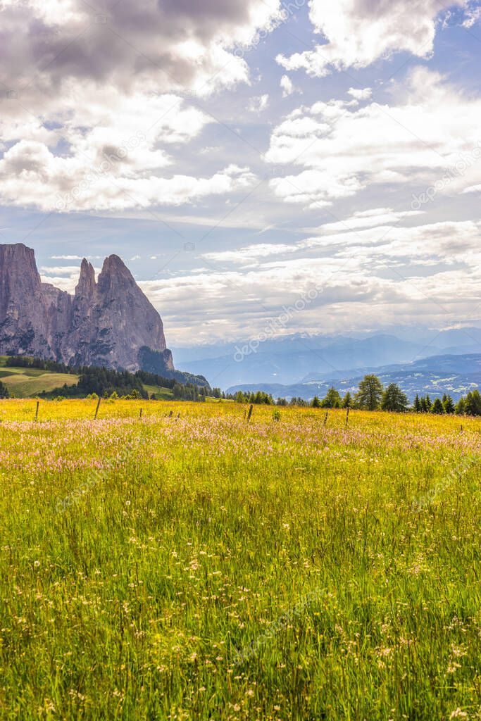 Italy, Alpe di Siusi, Seiser Alm with Sassolungo Langkofel Dolomite, a large green field with trees in the background