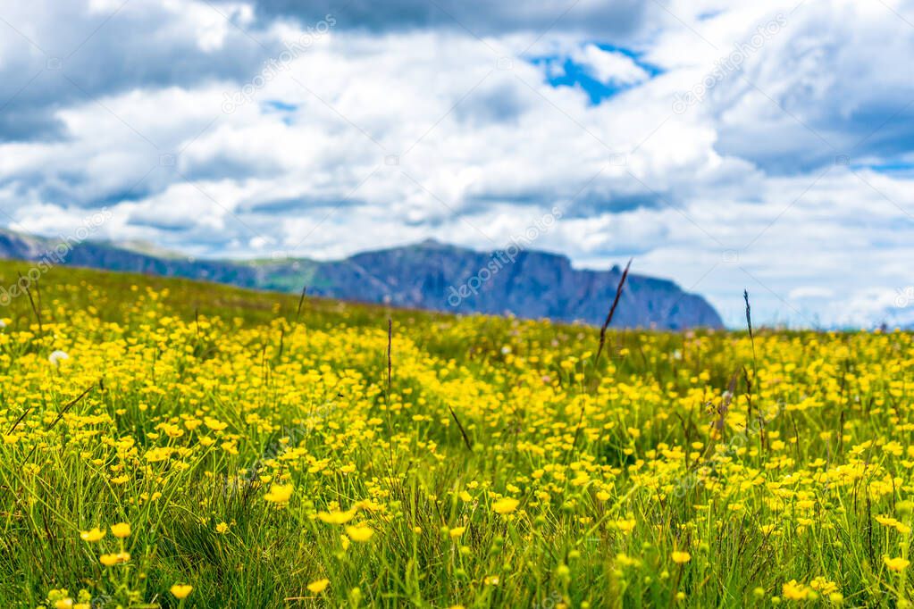 Italy, Alpe di Siusi, Seiser Alm with Sassolungo Langkofel Dolomite, a yellow flower in a field