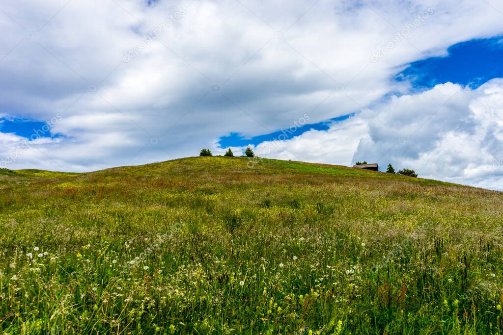 Alpe di Siusi, Seiser Alm with Sassolungo Langkofel Dolomite, a close up of a lush green field in a valley canyon