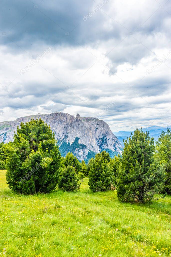 Italy, Alpe di Siusi, Seiser Alm with Sassolungo Langkofel Dolomite, a large green field with trees in the background