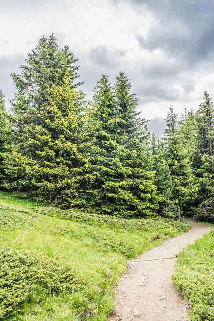 Alpe di Siusi, Seiser Alm with Sassolungo Langkofel Dolomite, a trekking walking winding path in a lush green field