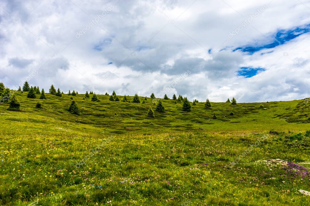 Italy, Alpe di Siusi, Seiser Alm with Sassolungo Langkofel Dolomite, a close up of a lush green field