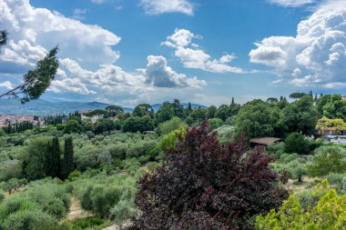 Avrupa, İtalya, Floransa, bir grup çalı ve ağaç