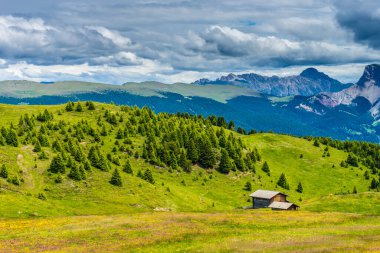 İtalya, Alpe di Siusi, Seiser Alm ve Sassolungo Langkofel Dolomite, yemyeşil bir yamaçta otlayan sığır sürüsü.