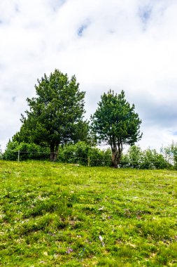 İtalya, Alpe di Siusi, Seiser Alm ve Sassolungo Langkofel Dolomite, yemyeşil bir tarlanın ortasında bir ağaç.