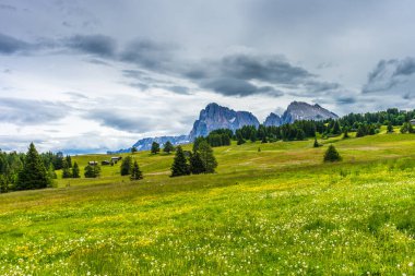 İtalya, Alpe di Siusi, Seiser Alm Sassolungo Langkofel Dolomite ile birlikte, yemyeşil bir tarlaya yakın çekim.