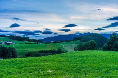 İtalya, Alpe di Siusi, Seiser Alm Sassolungo Langkofel Dolomite ile birlikte, yemyeşil bir tarlaya yakın çekim.