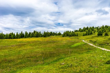 İtalya, Alpe di Siusi, Seiser Alm Sassolungo Langkofel Dolomite ile birlikte, yemyeşil bir tarlaya yakın çekim.