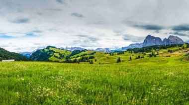 İtalya, Alpe di Siusi, Seiser Alm Sassolungo Langkofel Dolomite ile birlikte, yemyeşil bir tarlaya yakın çekim.